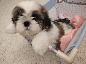 Shih tzu cu pedigree fci - imagine 3