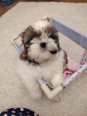 SHIH-TZU CU PEDIGREE FCI din parinti campioni isi cauta familii  - imagine 6