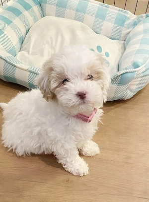Bichon maltez mascul ochișorii verzi - imagine 2