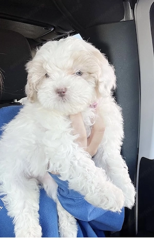 Bichon maltez mascul ochișorii verzi