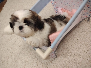 Shih tzu cu pedigree fci - imagine 2