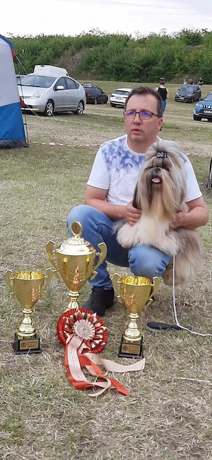 SHIH-TZU CU PEDIGREE FCI din parinti campioni isi cauta familii  - imagine 10