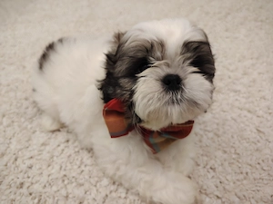 Shih tzu cu pedigree fci - imagine 4