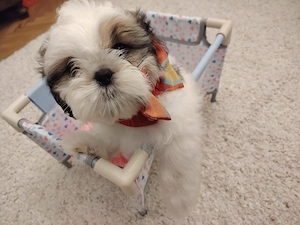 SHIH-TZU CU PEDIGREE FCI din parinti campioni isi cauta familii 
