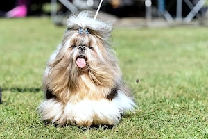 SHIH-TZU CU PEDIGREE FCI din parinti campioni isi cauta familii  - imagine 9