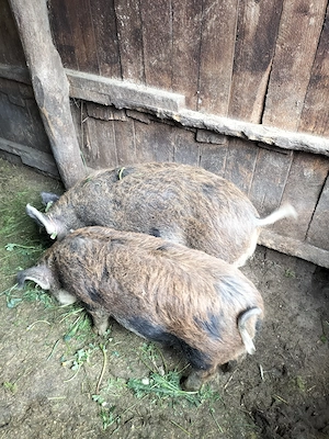 Vând purcei duroc