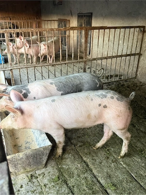 porci intre 30 si  60kg la 8km langa orastie - imagine 2