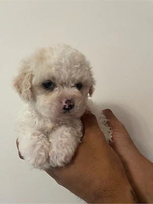 Maltipoo Dragalasi  - imagine 2