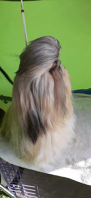 Shih tzu cu pedigree fci - imagine 9