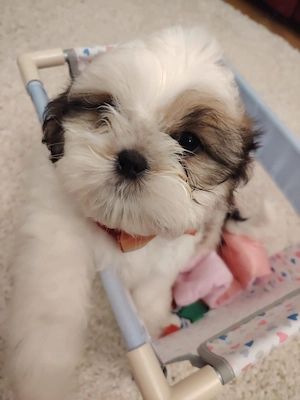 Shih tzu cu pedigree fci - imagine 5
