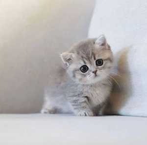 British Silver tabby  - imagine 3