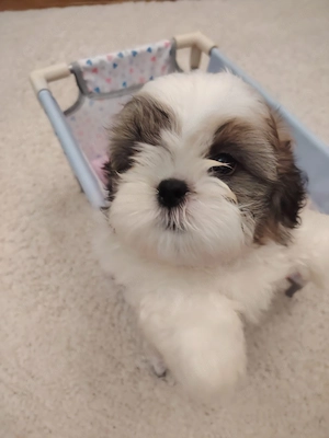 Shih tzu cu pedigree fci - imagine 6