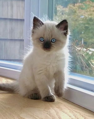 Ragdoll fetita superba 
