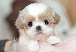 Fetita maltipoo mini