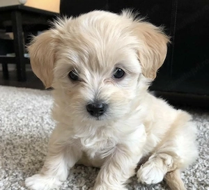 Maltipoo fetita mini