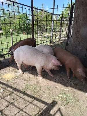 Vând purcei de 8 săptămâni 