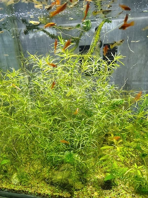Plante acvariu - imagine 2