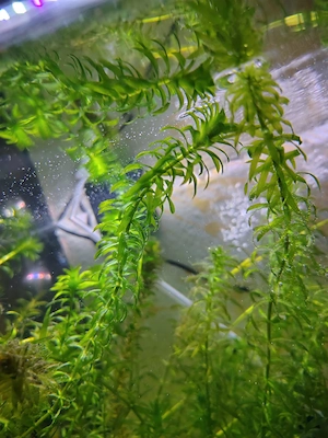 Plante acvariu - imagine 3