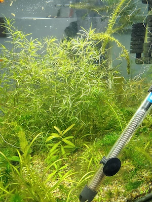 Plante acvariu