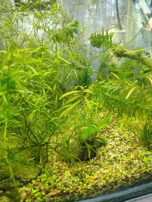Plante acvariu - imagine 5