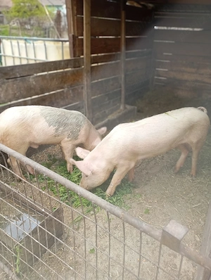 porci de vânzare 