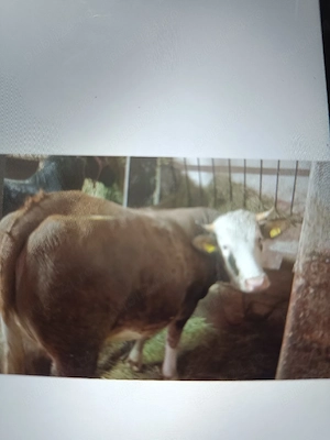 vand vaca de 3 ani cu vitel de 2 luni 