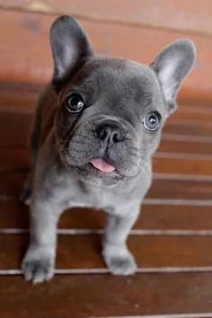 Bulldog francez blues transport gratuit 