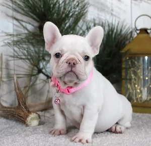 Bulldog francez white transport gratuit 