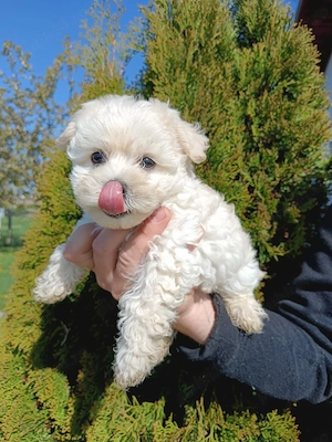 Bichon maltez maltez baiat - imagine 3