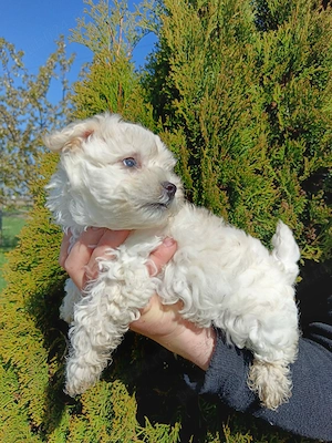Bichon maltez fetita
