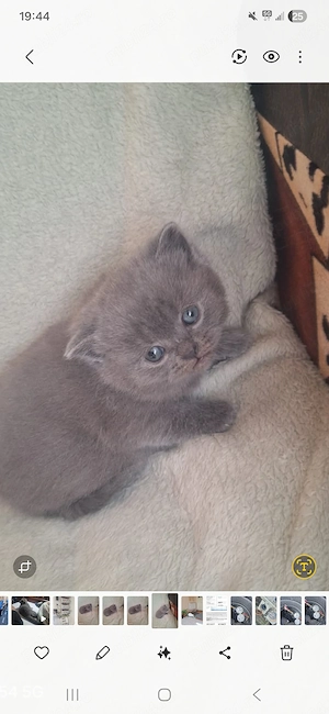 motan brithis shorthair 