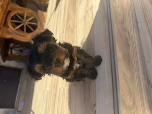 Vând cățelușă Yorkshire Terrier  - imagine 2