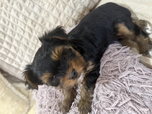 Vând cățelușă Yorkshire Terrier  - imagine 4
