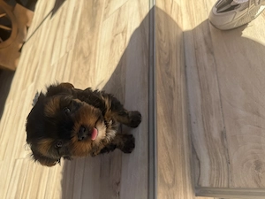 Vând cățelușă Yorkshire Terrier  - imagine 3