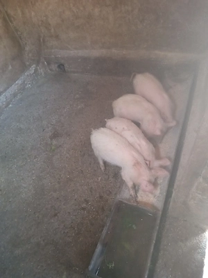 Purceii au trei luni,sunt mari,vaccinati 4 buc mănâncă faina uscată  - imagine 5
