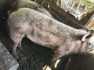 van porc ieftin