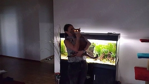 Acvariu imens 400 l + corp mobilier - imagine 2