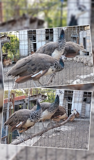 Vând păuni în  vârstă de 10 luni