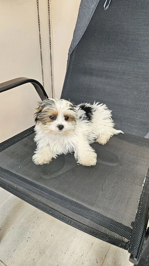 Yorkshire Terrier Biewer - imagine 3