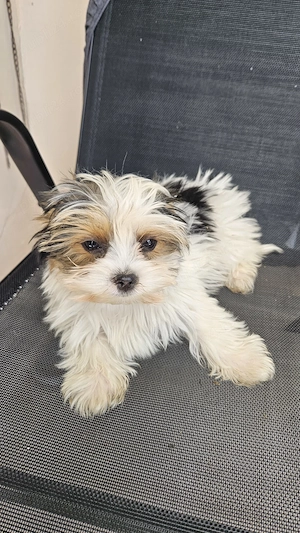 Yorkshire Terrier Biewer - imagine 2