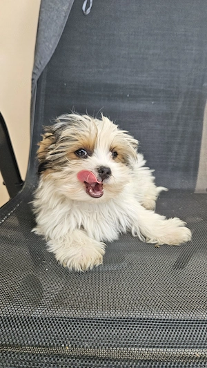 Yorkshire Terrier Biewer