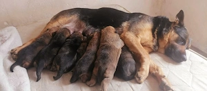 Catei Frumoși Mix Lup Ciobănesc German cu Ciobănesc Belgian Malinois 