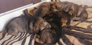 Catei Frumoși Mix Lup Ciobănesc German cu Ciobănesc Belgian Malinois  - imagine 2