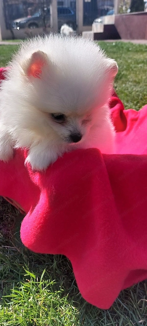 Mascul pomeranian spitz - imagine 2
