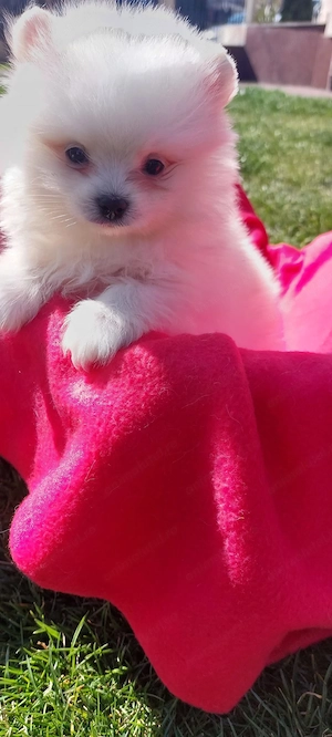 Mascul pomeranian spitz - imagine 4