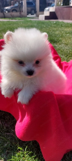 Mascul pomeranian spitz