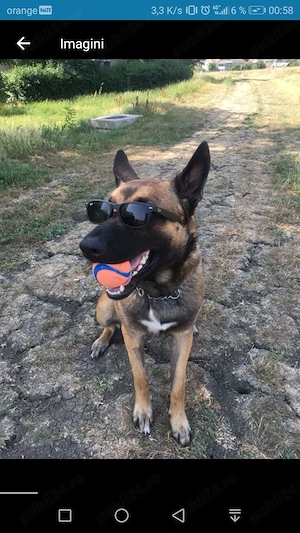 Catei Frumoși Mix Lup Ciobănesc German cu Ciobănesc Belgian Malinois  - imagine 3