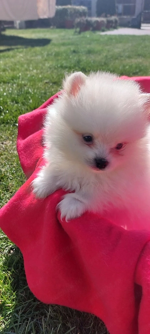Mascul pomeranian spitz - imagine 3