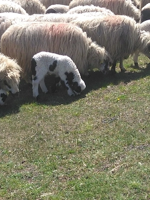 vand un mieluț din doi de 10 zile 