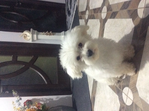 Bichon maltez (femelă)